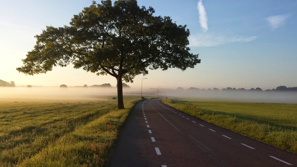 Eine schmale Landstraße führt zwischen Baumreihen und Feldern in die Ferne